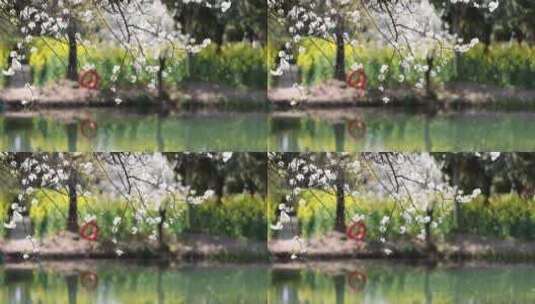 春风吹动湖边盛开的李花李子花高清在线视频素材下载