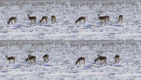 航拍新疆阿勒泰冬季积雪草原上鹅喉羚奔跑高清在线视频素材下载