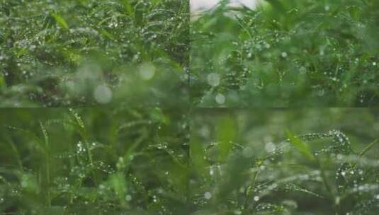 雨后小草丛绿植水珠露珠高清在线视频素材下载
