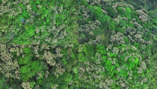 航拍深圳梧桐山一大片花海高清在线视频素材下载