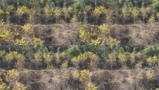春天山上的黄花风铃木盛开航拍高清在线视频素材下载