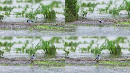 湿地鸟类白鹡鸰、觅食、鸣叫、鸟唱歌高清在线视频素材下载