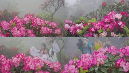 杜鹃风雨绽芳华，游客踏青赏花，古装留影高清在线视频素材下载