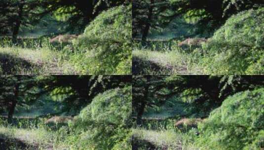森林生态绿色环境空镜头素材高清在线视频素材下载