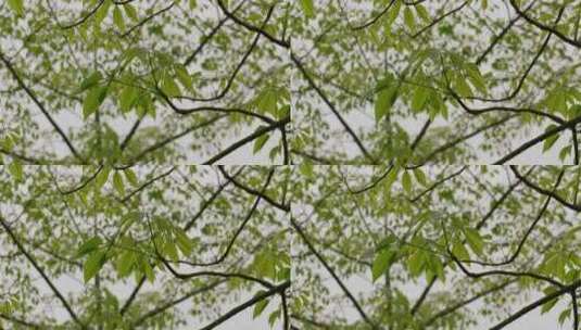 树叶绿叶嫩叶叶子吹动高清在线视频素材下载