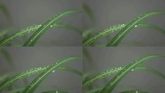 下雨天挂着水珠的绿叶微距特写高清在线视频素材下载