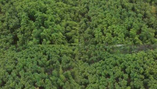 江南竹林竹海竹山竹叶高清在线视频素材下载