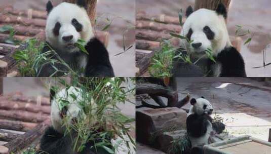 180帧慢动作动物园大熊猫华奥吃竹笋合集高清在线视频素材下载