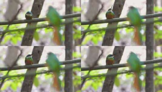 站在树枝上的小鸟高清在线视频素材下载