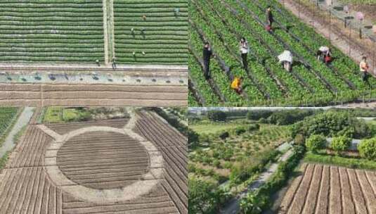 种植采摘园亲子活动（广州番禺海傍水乡）高清在线视频素材下载