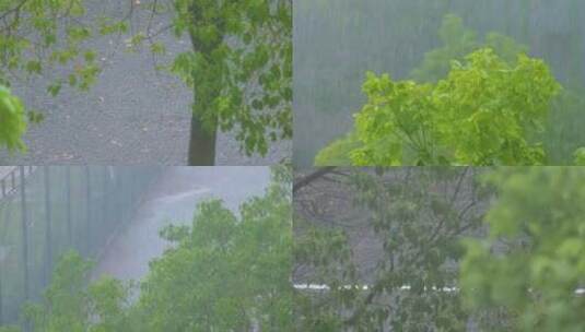 城市下暴雨倾盆大雨下雨天雨水雨滴植物树叶高清在线视频素材下载