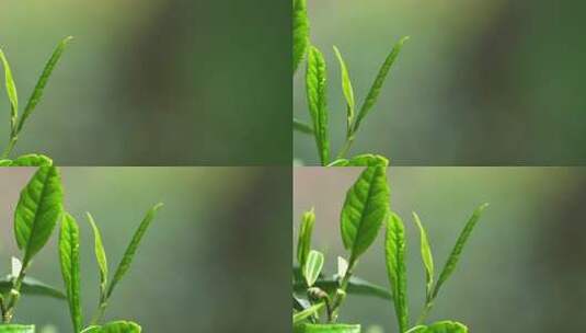 春天茶叶嫩芽牙尖特写高清在线视频素材下载