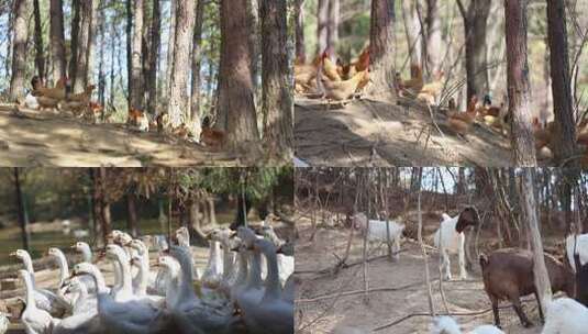 土鸡、土鹅羊高清在线视频素材下载