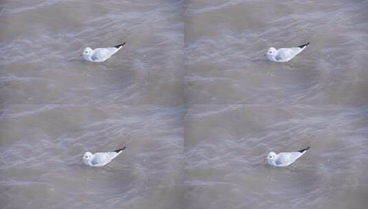 海鸥 海边 海平线 群鸟 大海高清在线视频素材下载