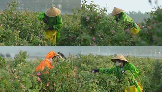 玫瑰花田 玫瑰 采摘高清在线视频素材下载