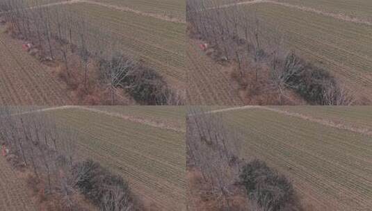 野鸡 山鸡 鸡 野生动物 航拍高清在线视频素材下载