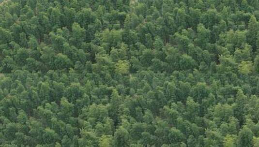 安徽皖南山区高山上的绿色竹林航拍高清在线视频素材下载