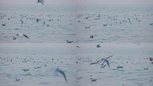 大海海面飞翔的海鸥高清在线视频素材下载