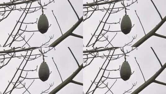 树枝上悬挂的果实特写高清在线视频素材下载