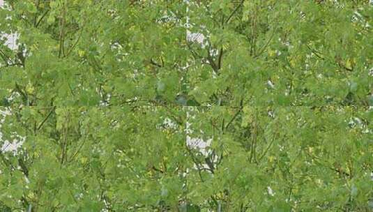 繁茂绿树绿意盎然景象高清在线视频素材下载