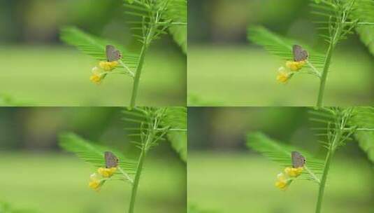 花朵上的蝴蝶实拍高清在线视频素材下载