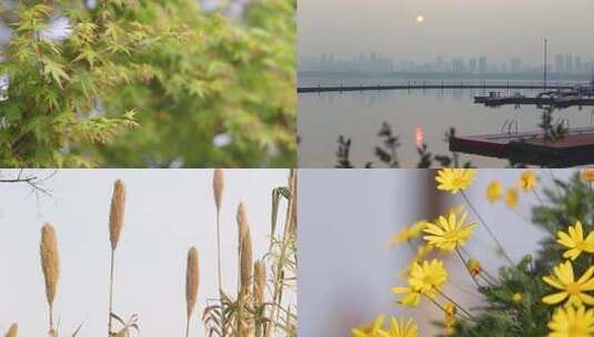 东湖绿道 花花草草 人高清在线视频素材下载