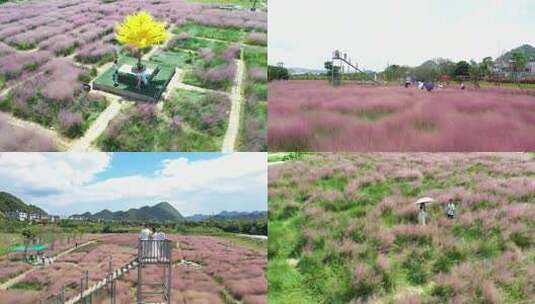 航拍粉黛乱子草花海浪漫高清在线视频素材下载