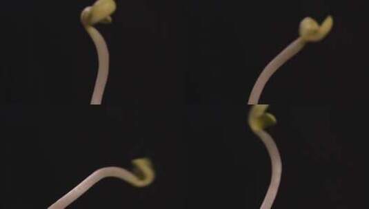 绿豆芽黄豆芽对比辨别 (7)高清在线视频素材下载