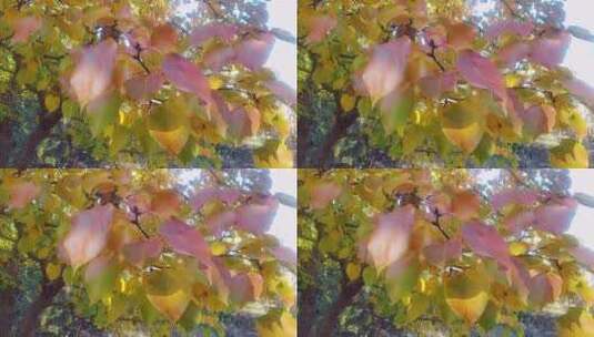 秋天树叶高清在线视频素材下载