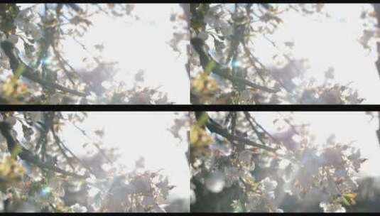 阳光下树上白色花的特写高清在线视频素材下载