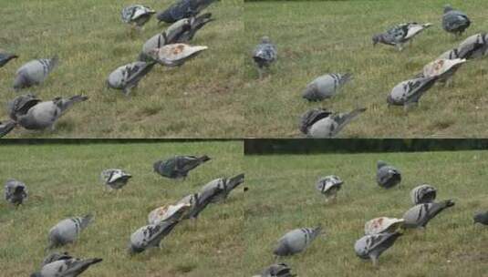 鸽子在草地上觅食高清在线视频素材下载
