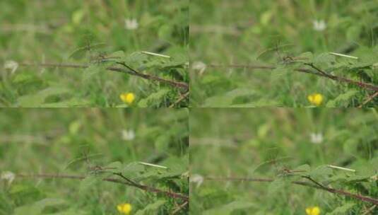 绿蜻蜓栖息在绿叶上高清在线视频素材下载
