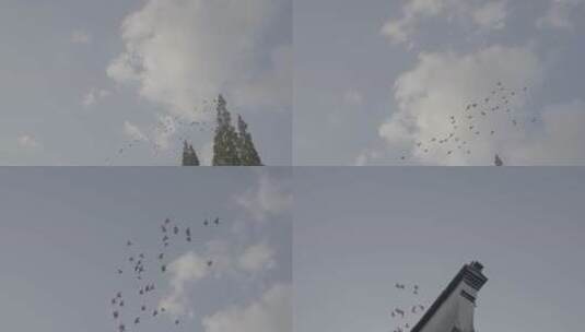 飞翔的一群鸟高清在线视频素材下载