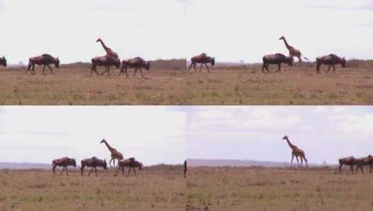 独自行走在草原里遇见角马群的长颈鹿高清在线视频素材下载