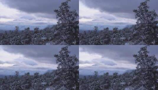 积雪覆盖的树木高清在线视频素材下载