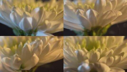 盛开的鲜花祭祀白菊花高清在线视频素材下载