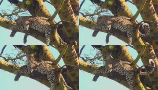 非洲豹在树上睡觉高清在线视频素材下载
