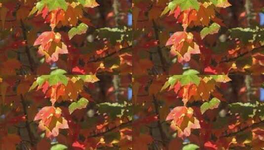 树林里的红叶和黄叶高清在线视频素材下载