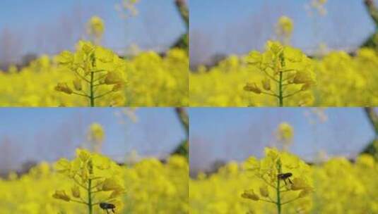 春天油菜花中采蜜的蜜蜂高清在线视频素材下载