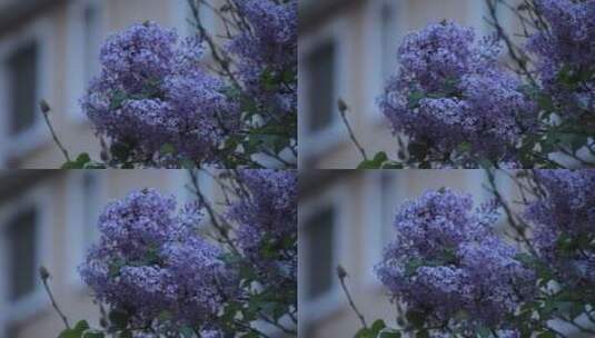 迎风绽放的紫丁香高清在线视频素材下载