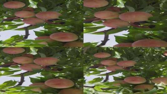 水蜜桃桃树桃子高清在线视频素材下载