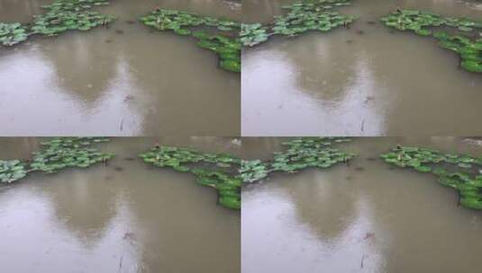 雨中的睡莲高清在线视频素材下载