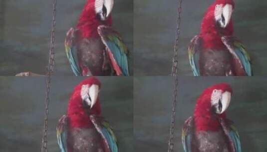 金刚鹦鹉富贵鸟高清在线视频素材下载