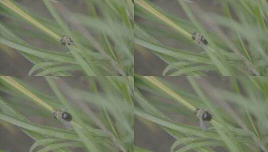 藿香花上的黑色蝴蝶LOG视频素材高清在线视频素材下载