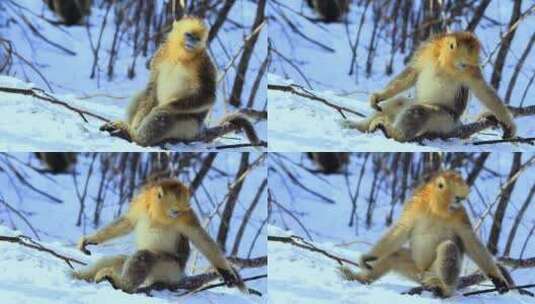 金丝猴在雪地上玩耍高清在线视频素材下载