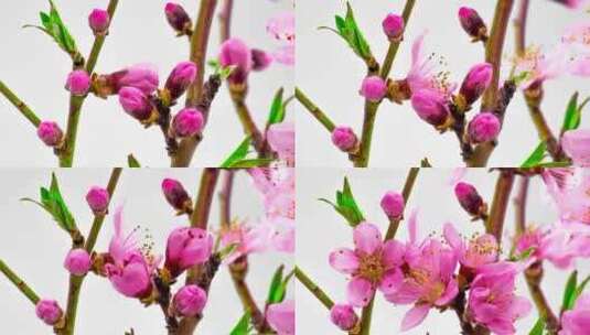 粉红色樱桃树盛开的花朵高清在线视频素材下载