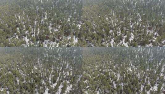 冬日早晨的森林高清在线视频素材下载