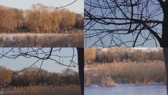 【镜头合集】冬季湖面芦苇荡野鸭湖高清在线视频素材下载