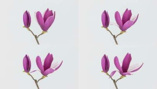 两朵紫玉兰开花在白色背景上的的延时高清在线视频素材下载