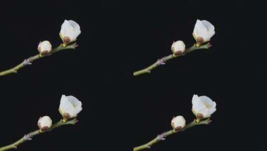 白色梅花花朵开花的延时高清在线视频素材下载